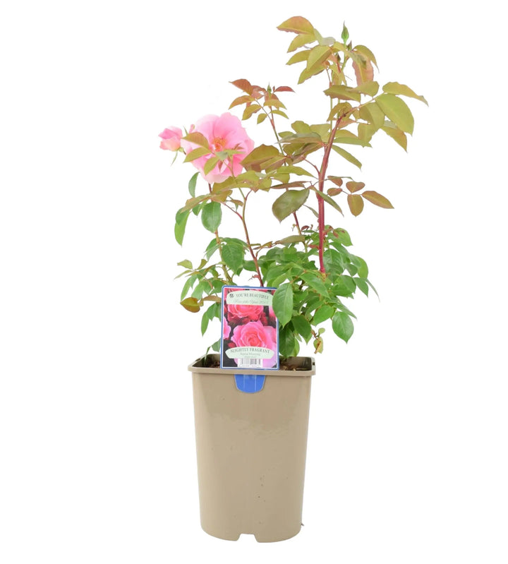 Rose You're Beautiful Bush 5.5L Plants By Post
