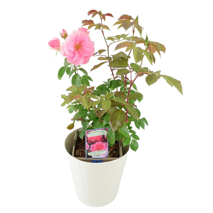 Rose You're Beautiful Bush 5.5L Plants By Post