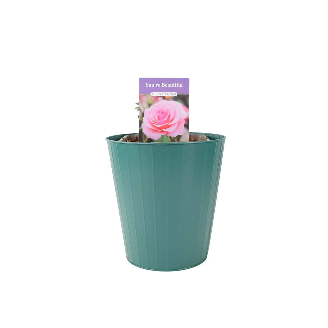 Rose You're Beautiful Bush 5.5L Plants By Post