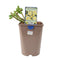 Nursery Pot