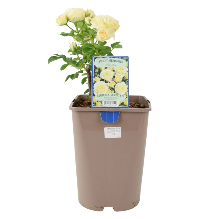 Rose Sweet Memories 5.5L Plants By Post