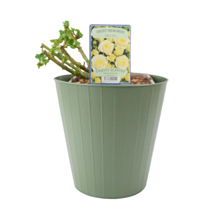 Rose Sweet Memories 5.5L Plants By Post