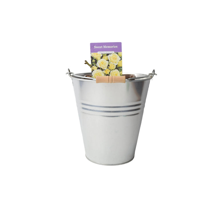 Rose Sweet Memories 5.5L Plants By Post