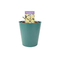 Rose Sweet Memories 5.5L Plants By Post