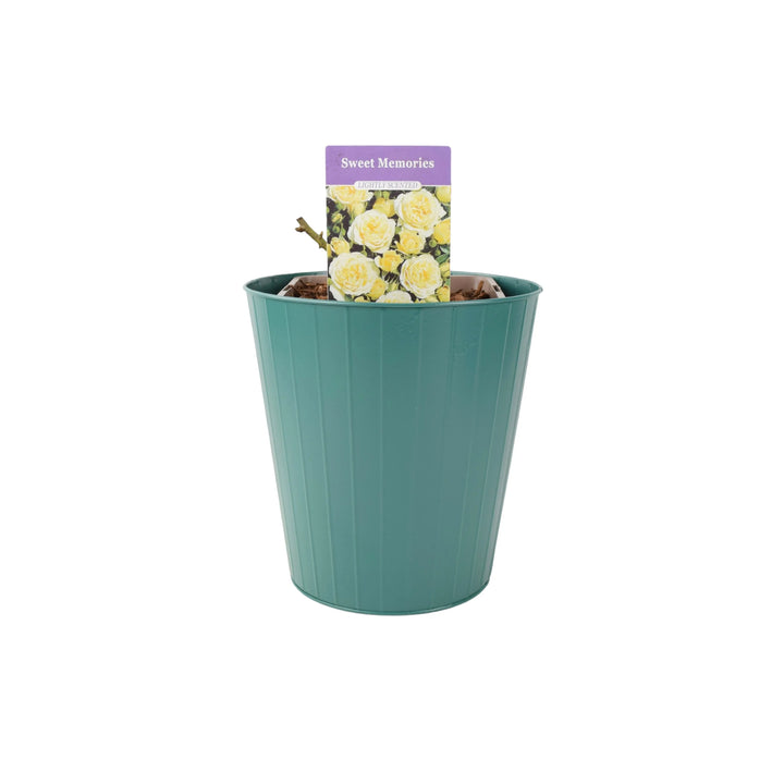 Rose Sweet Memories 5.5L Plants By Post
