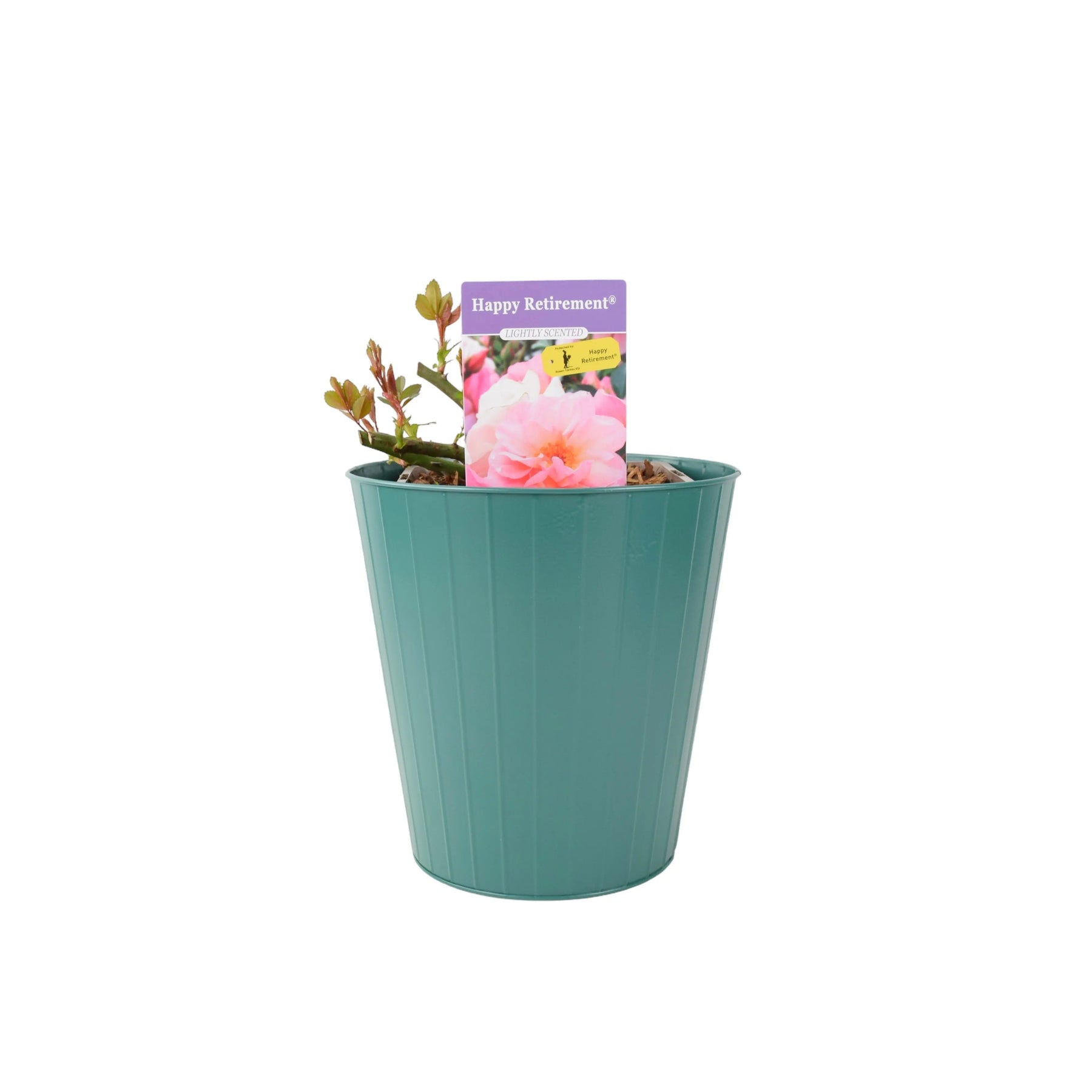 retirement plant pot Rose Happy Retirement 5.5L