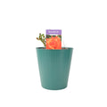 Rose Remember Me Bush 5.5L Plants By Post