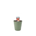 Rose Remember Me Bush 5.5L Plants By Post