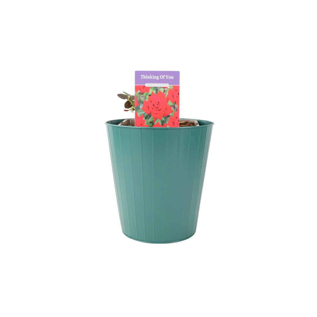 Rose Thinking of You 5.5 Litre Pot Plants By Post