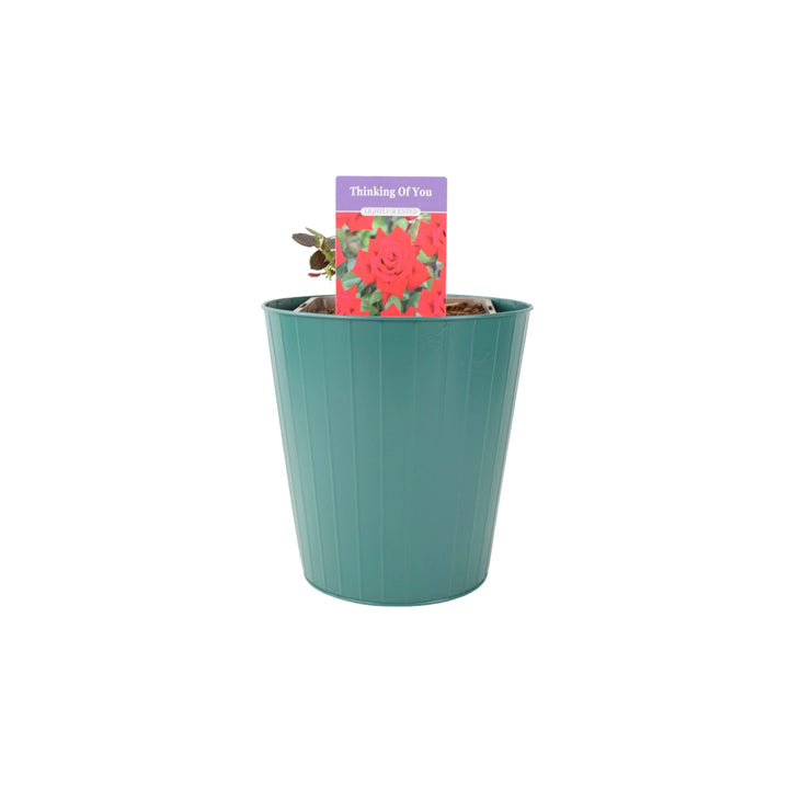 Rose Thinking of You 5.5 Litre Pot Plants By Post