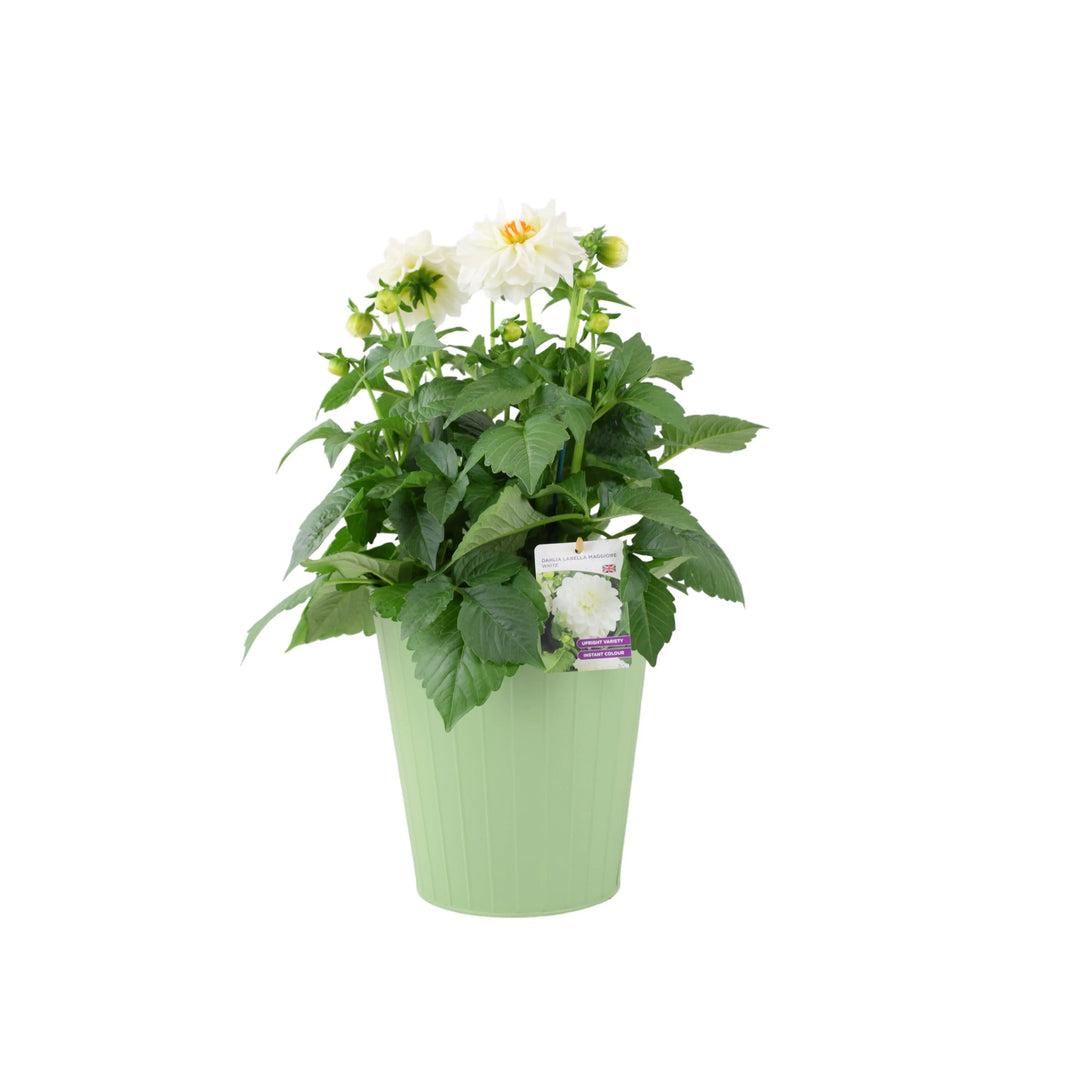 Dahlia Maggiore White Plants By Post