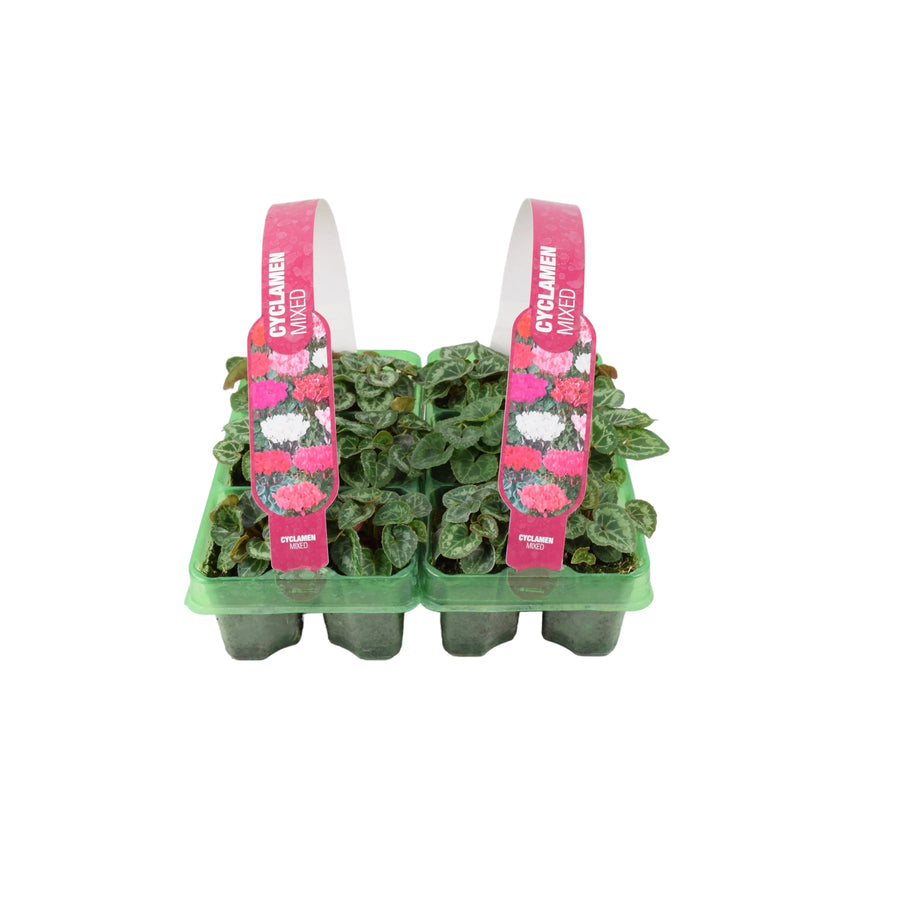 Cyclamen Mixed 6 Pack x 2 (12 Plants) plants by post