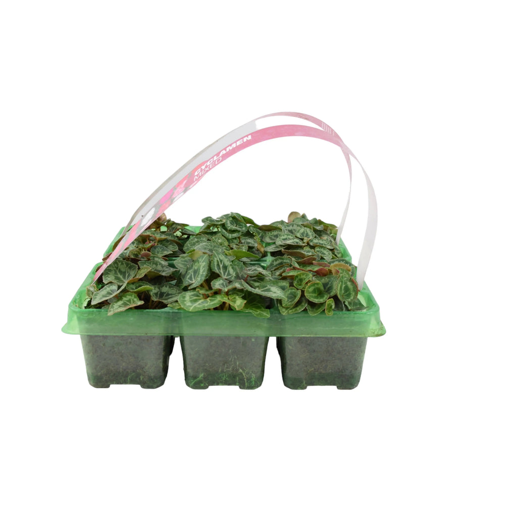Cyclamen Mixed 6 Pack x 2 (12 Plants) plants by post