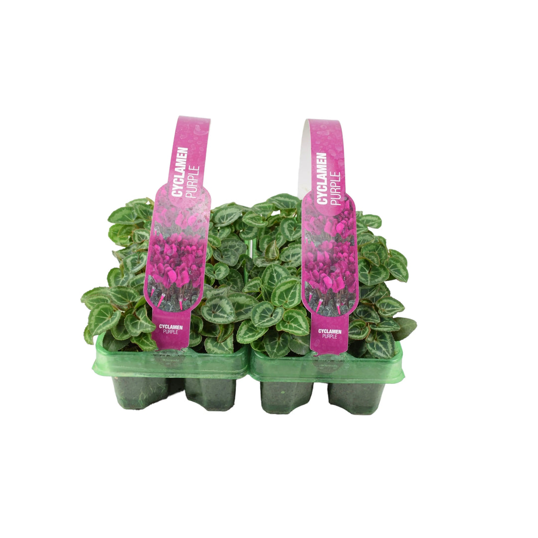 Cyclamen Purple 6 Pack x 2 (12 Plants) plants by post