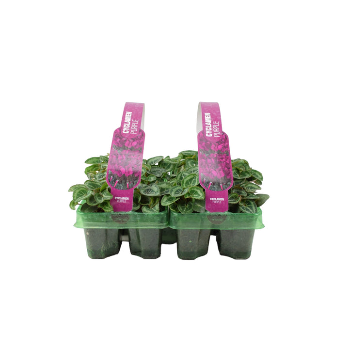 Cyclamen Purple 6 Pack x 2 (12 Plants) plants by post