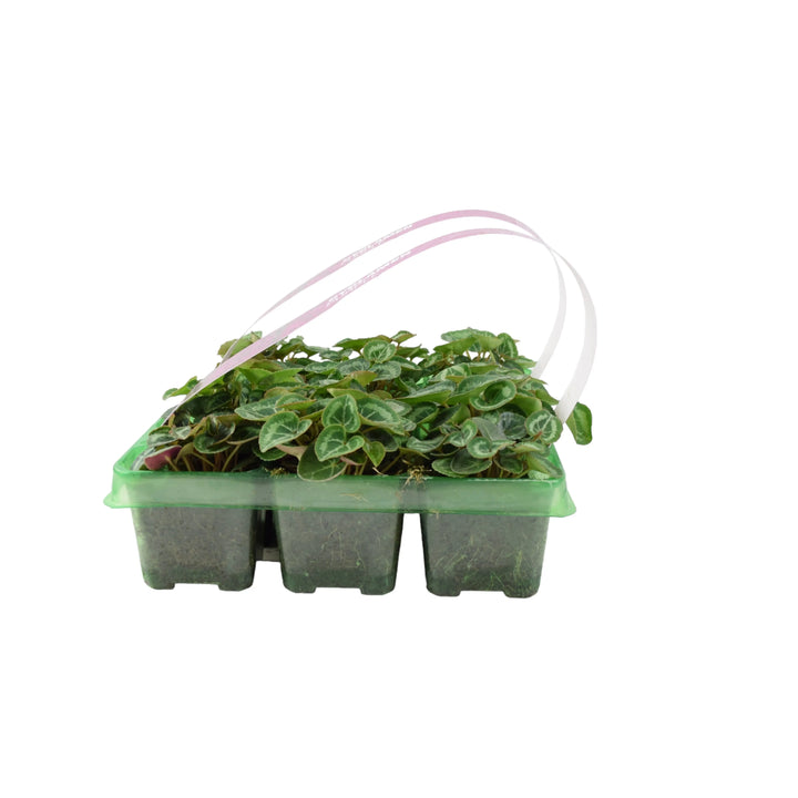 Cyclamen Purple 6 Pack x 2 (12 Plants) plants by post