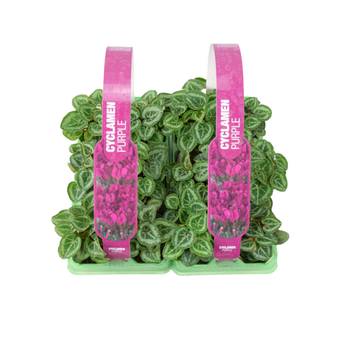 Cyclamen Purple 6 Pack x 2 (12 Plants) plants by post