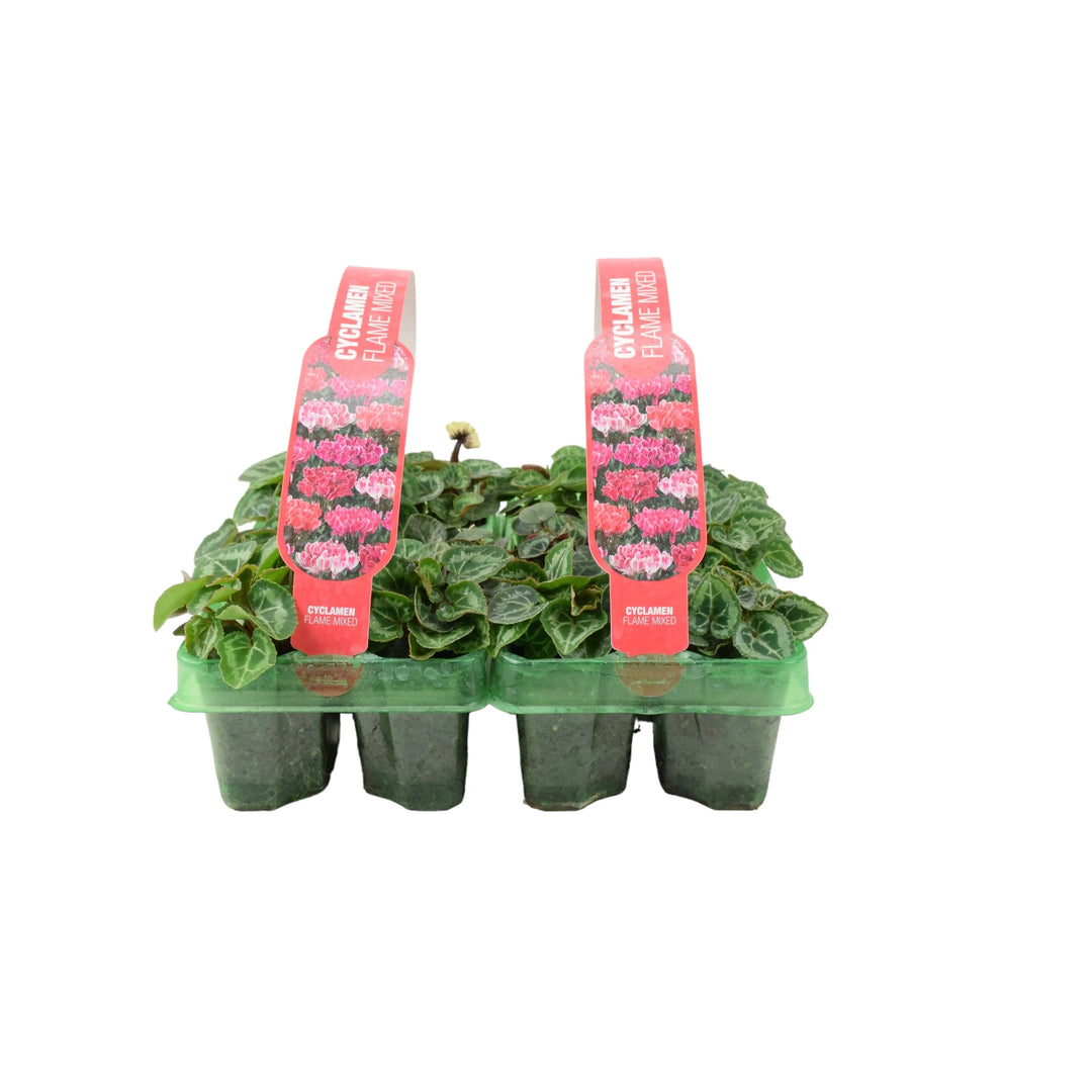 Cyclamen Flame Mixed 6 Pack x 2 (12 Plants) plants by post