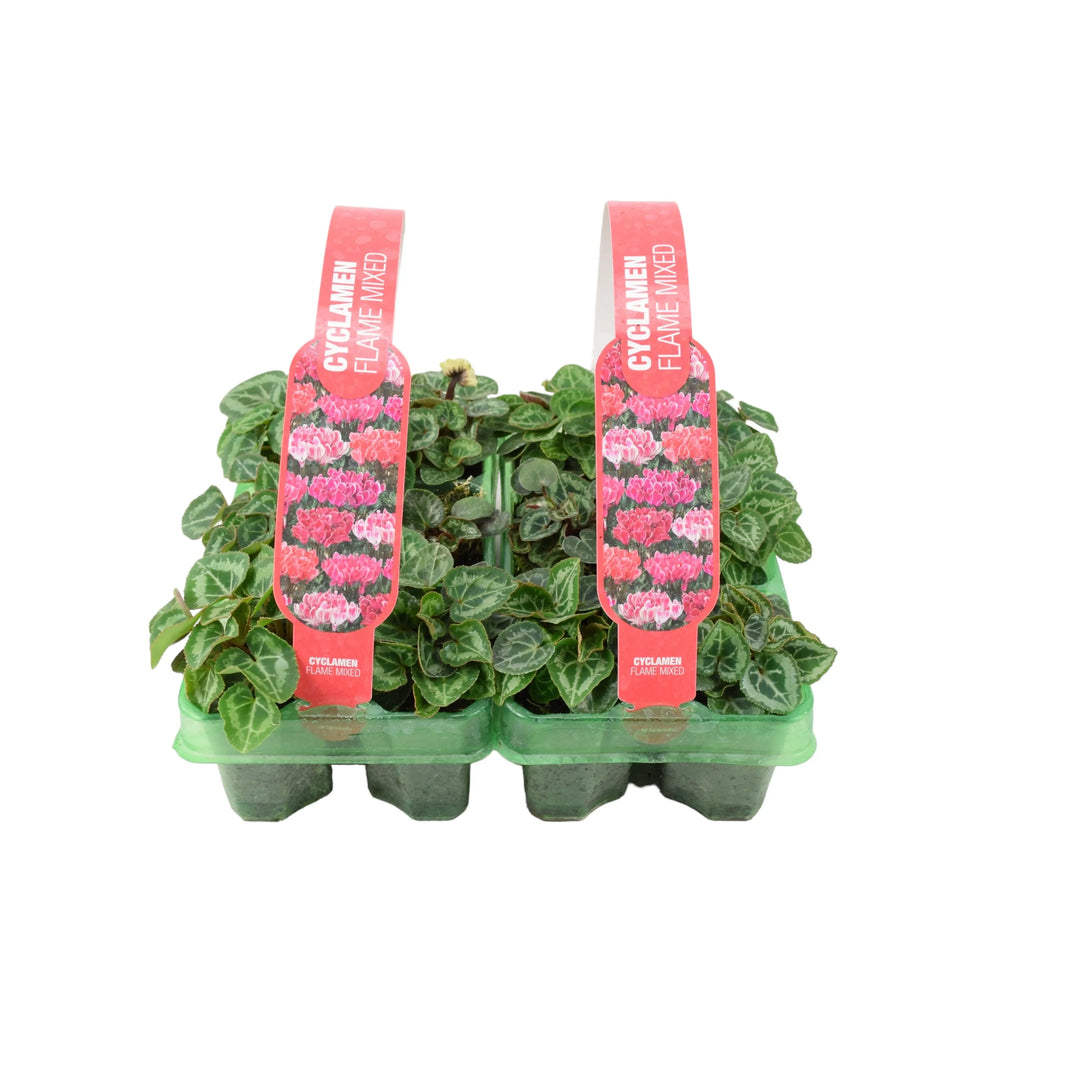 Cyclamen Flame Mixed 6 Pack x 2 (12 Plants) plants by post
