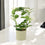 Ceramic French Green
