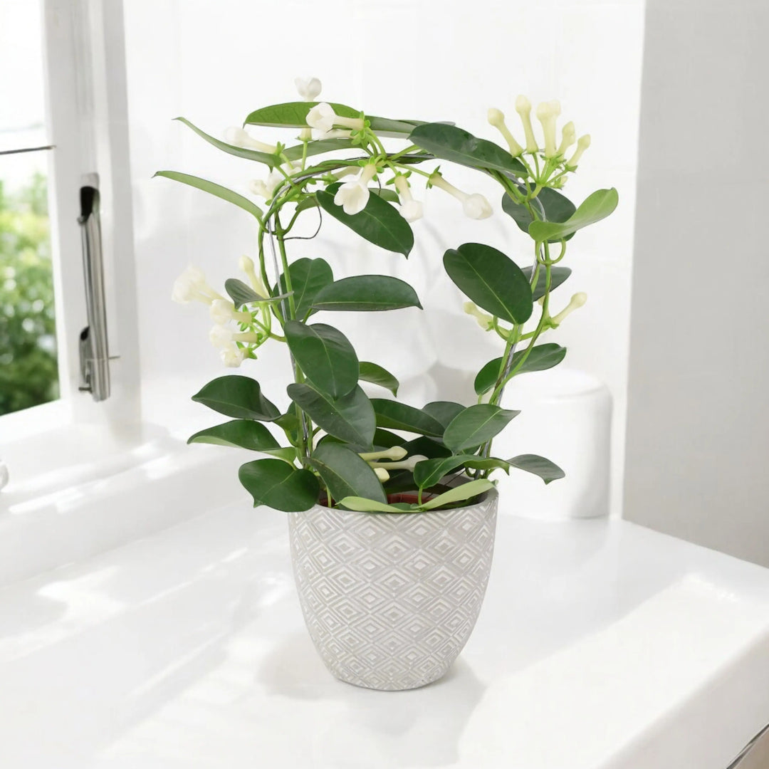 jasmine plant indoor uk Jasmine Hoop In White Ceramic Pot – Plants By Post