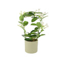 Stephanotis Floribunda Jasmine Hoop 12cm Plants By Post