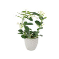 Stephanotis Floribunda Jasmine Hoop 12cm Plants By Post