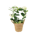 Stephanotis Floribunda Jasmine Hoop 12cm Plants By Post