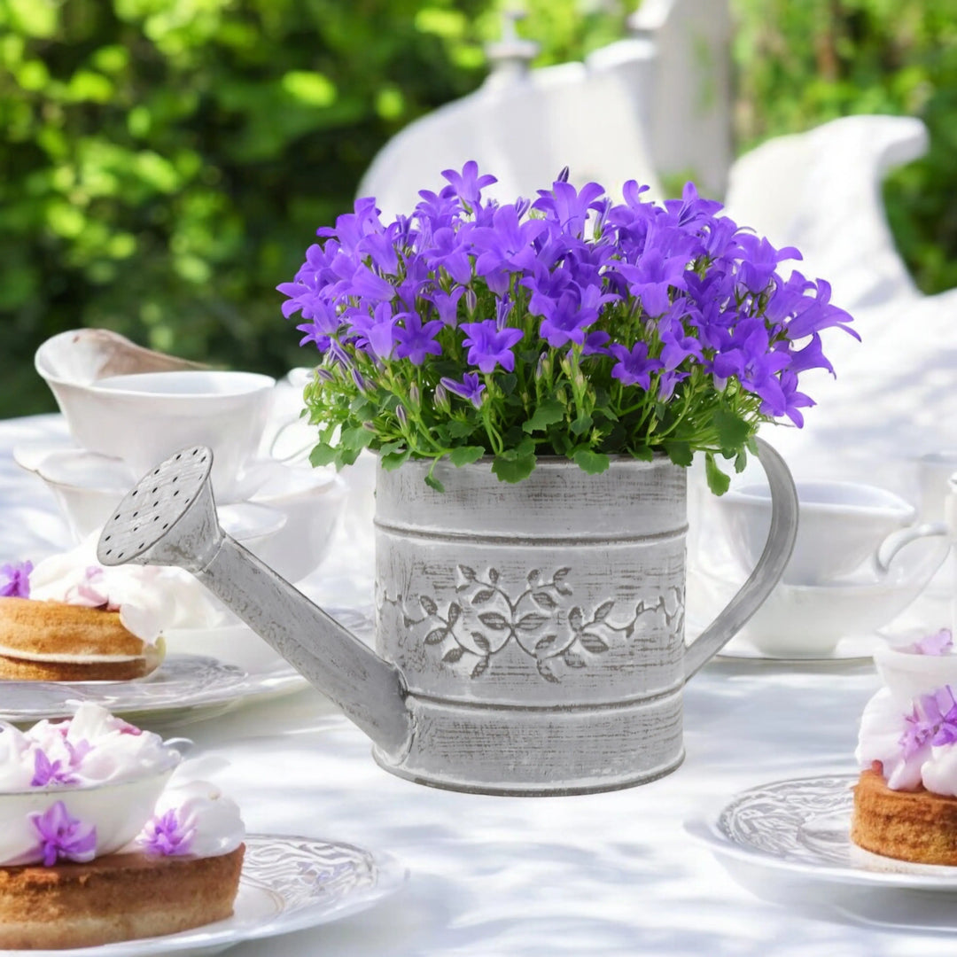 Campanula Watering Can Plants By Post