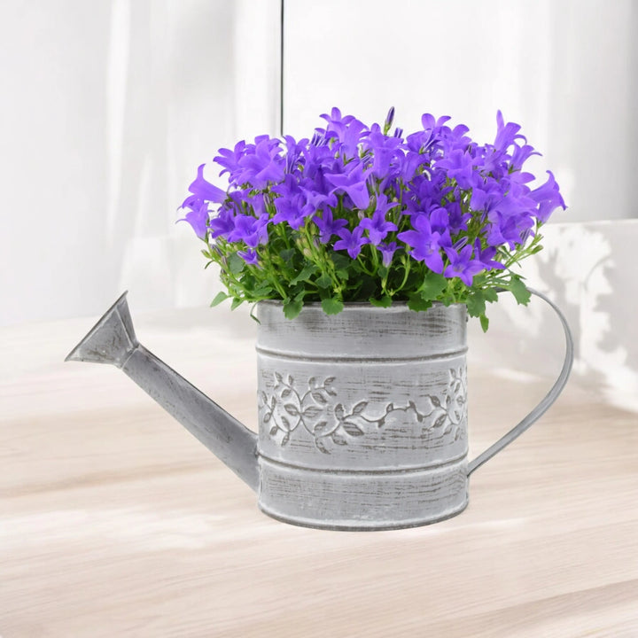 Campanula Watering Can Plants By Post
