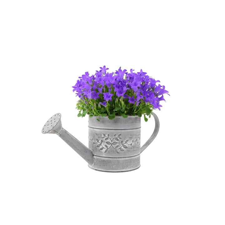 Campanula Watering Can Plants By Post