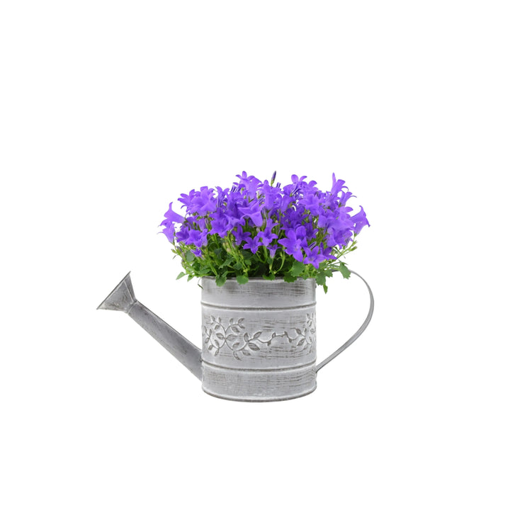 Campanula Watering Can Plants By Post