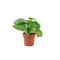 Nursery Pot