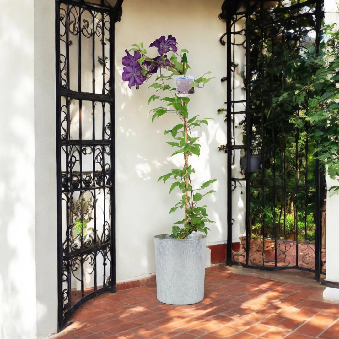 Clematis Warszawska Nike Plants By Post