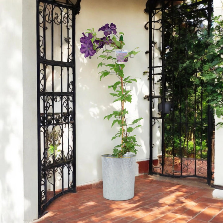 Clematis Warszawska Nike Plants By Post