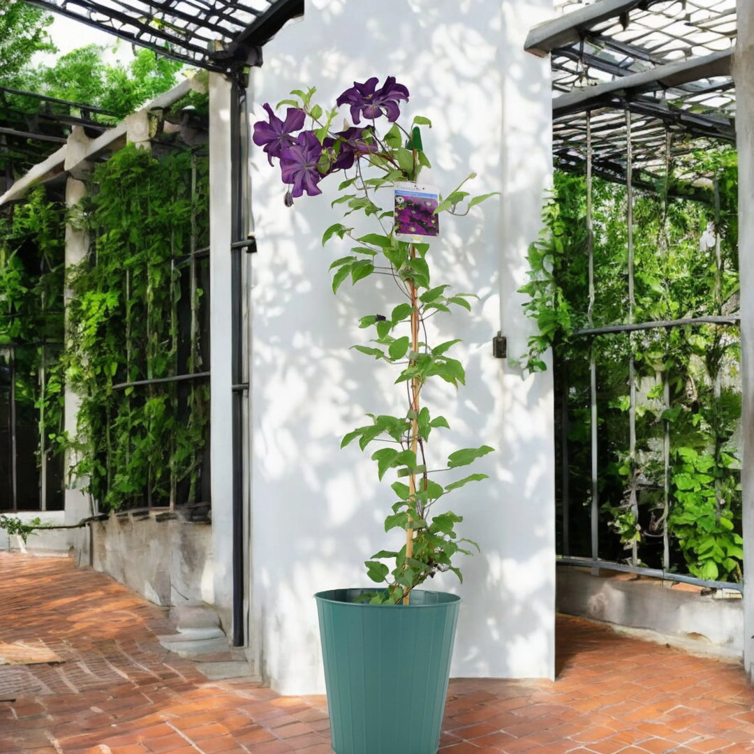 Clematis Warszawska Nike Plants By Post