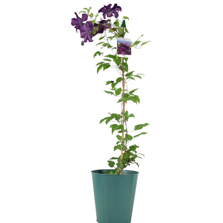 Clematis Warszawska Nike Plants By Post