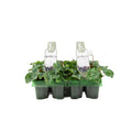 Cyclamen White 6 Pack x 2 (12 Plants) plants by post
