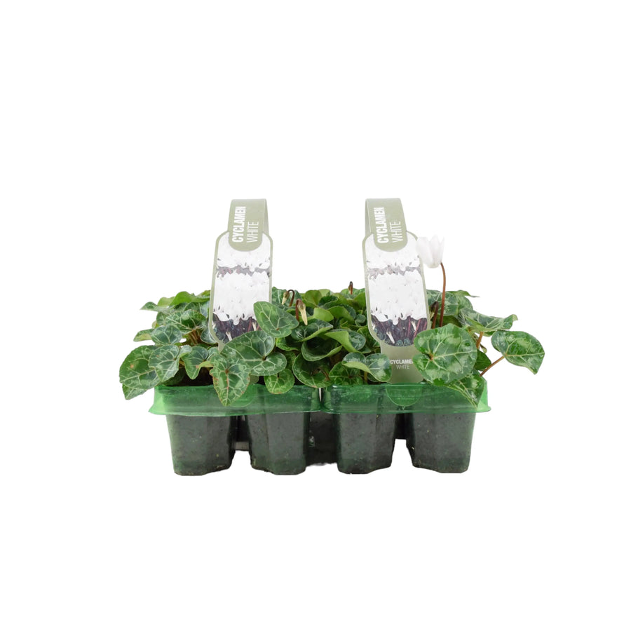 Cyclamen White 6 Pack x 2 (12 Plants) plants by post
