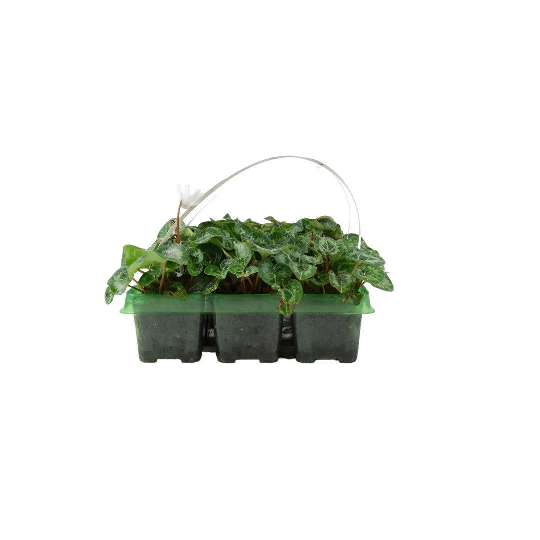 Cyclamen White 6 Pack x 2 (12 Plants) plants by post