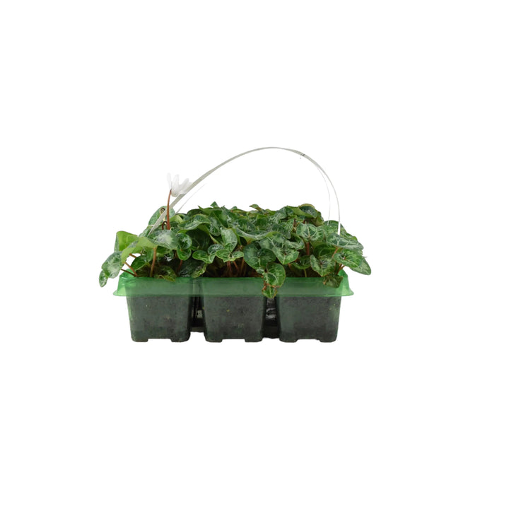 Cyclamen White 6 Pack x 2 (12 Plants) plants by post