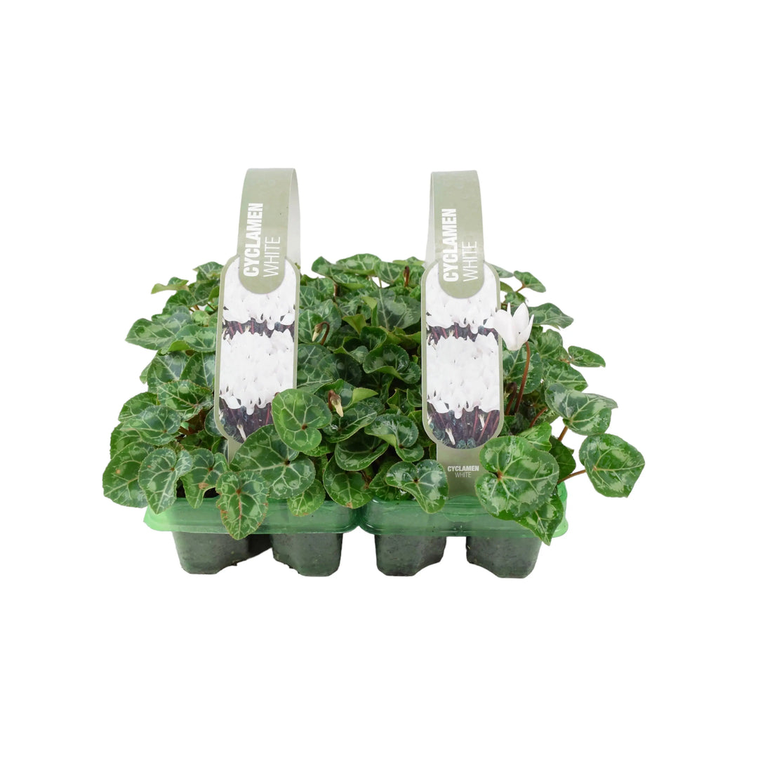 Cyclamen White 6 Pack x 2 (12 Plants) plants by post