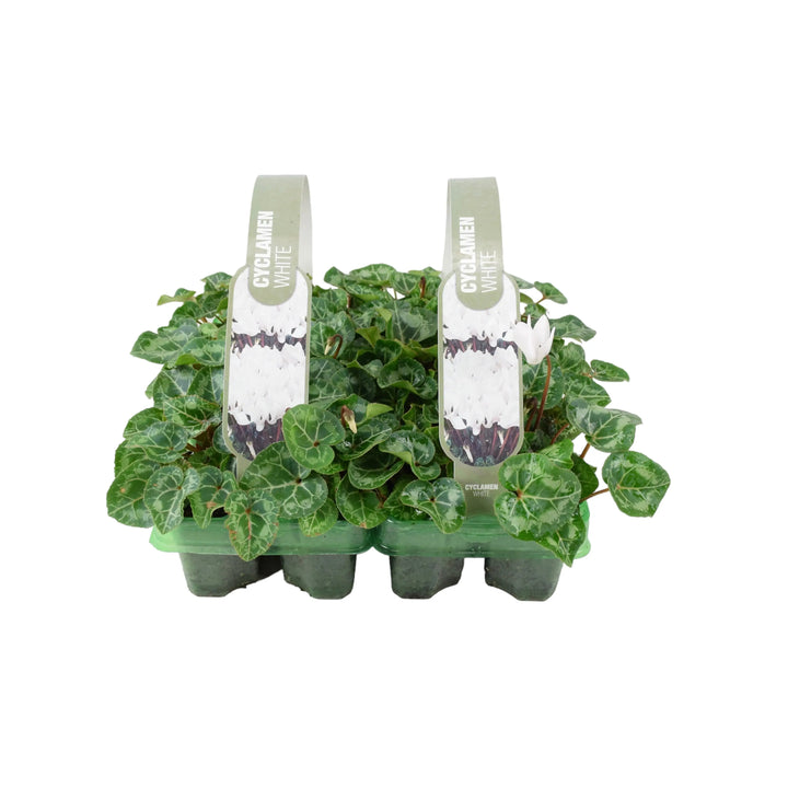Cyclamen White 6 Pack x 2 (12 Plants) plants by post
