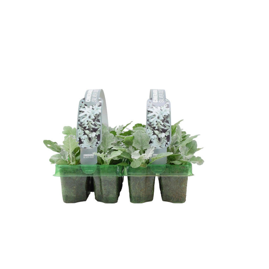 Cineraria Silver Dust 6 Pack x 2 (12 Plants) plants by post