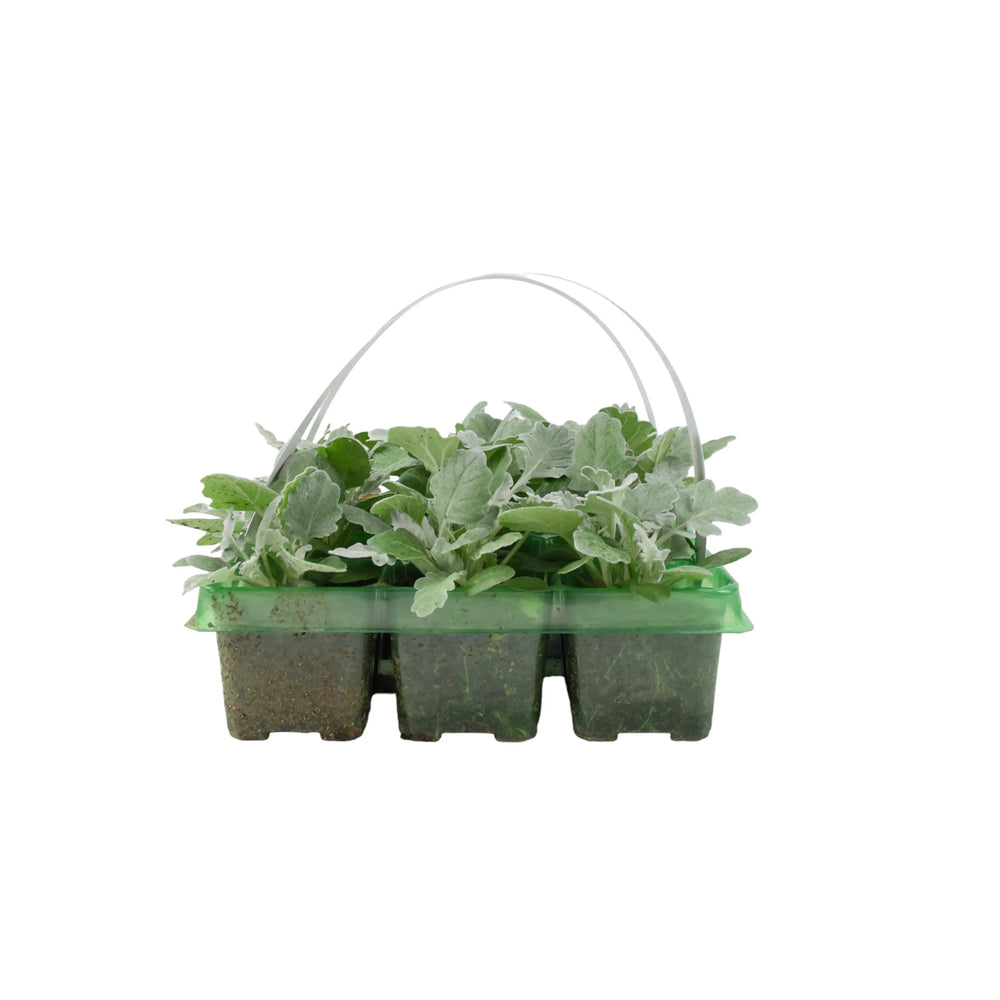 Cineraria Silver Dust 6 Pack x 2 (12 Plants) plants by post
