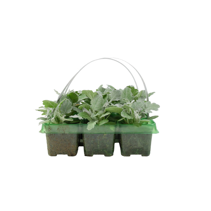 Cineraria Silver Dust 6 Pack x 2 (12 Plants) plants by post