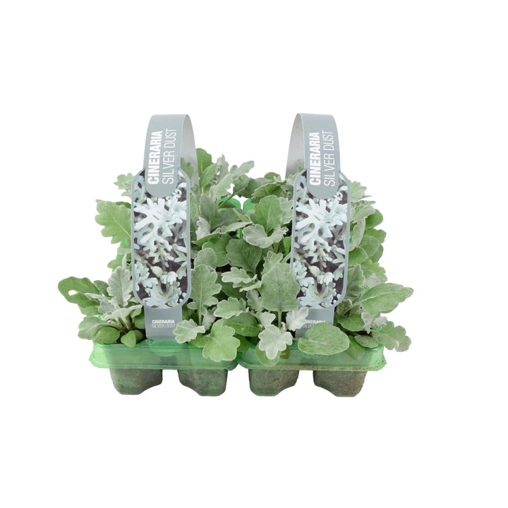 Cineraria Silver Dust 6 Pack x 2 (12 Plants) plants by post
