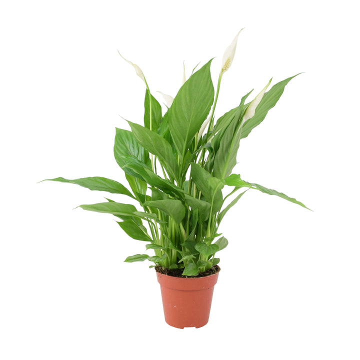 Spathiphyllum Peace Lily 12cm