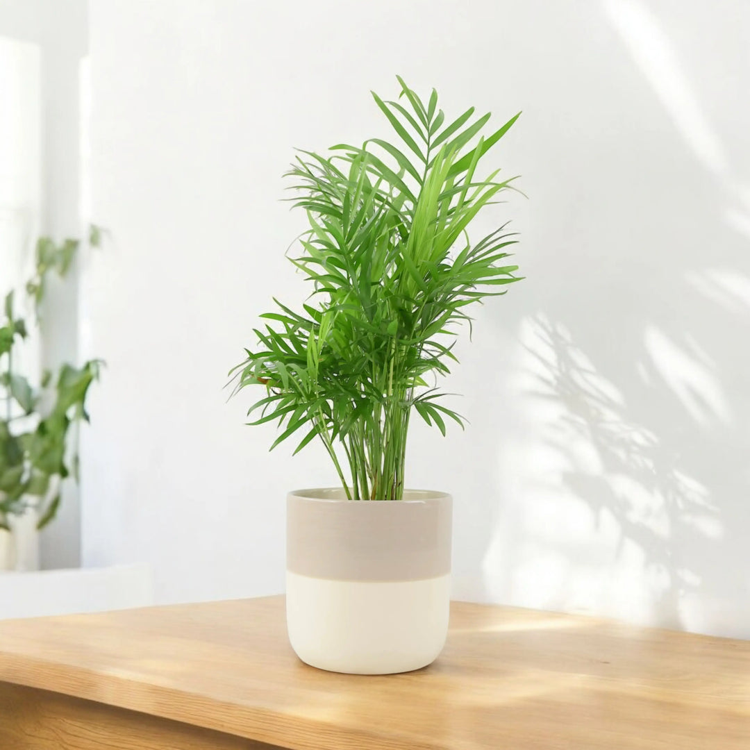parlor palm uk Chamaedora Elegans Parlor Palm 12cm