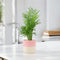 Ceramic Pink & White